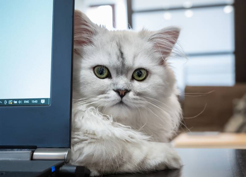 White kitten behind a laptop